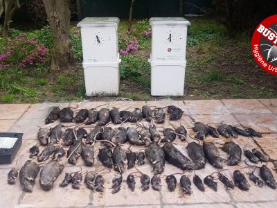 Traitement choc suite à une infestation de rongeurs, nous avons capturés 65 rats en 15 jours de traitement seulement.